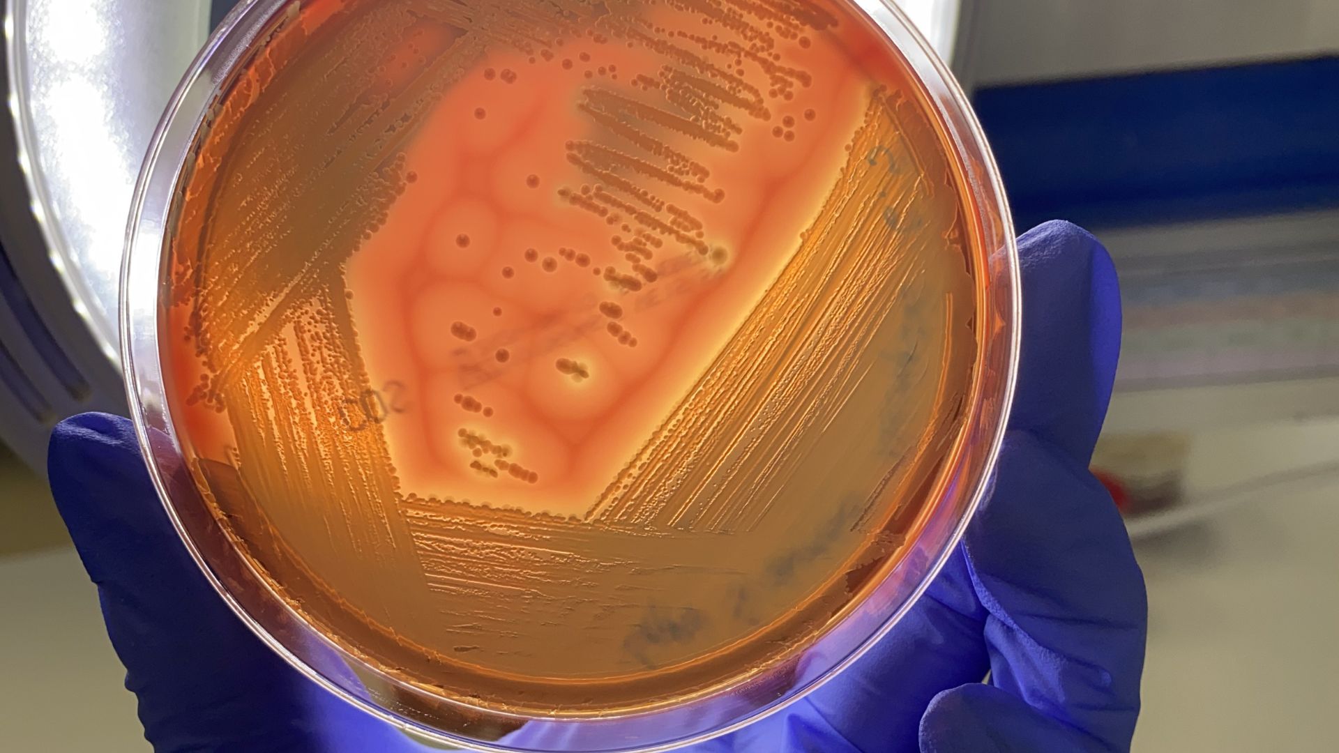 Mamitis en rumiantes lecheros: revisión etiológica diseño sin título (27)