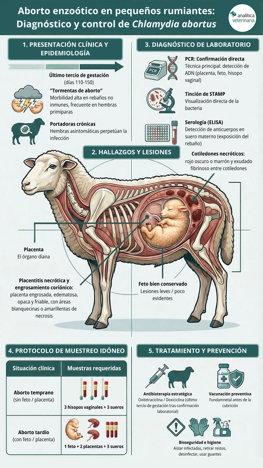 aborto por chlamydia abortus