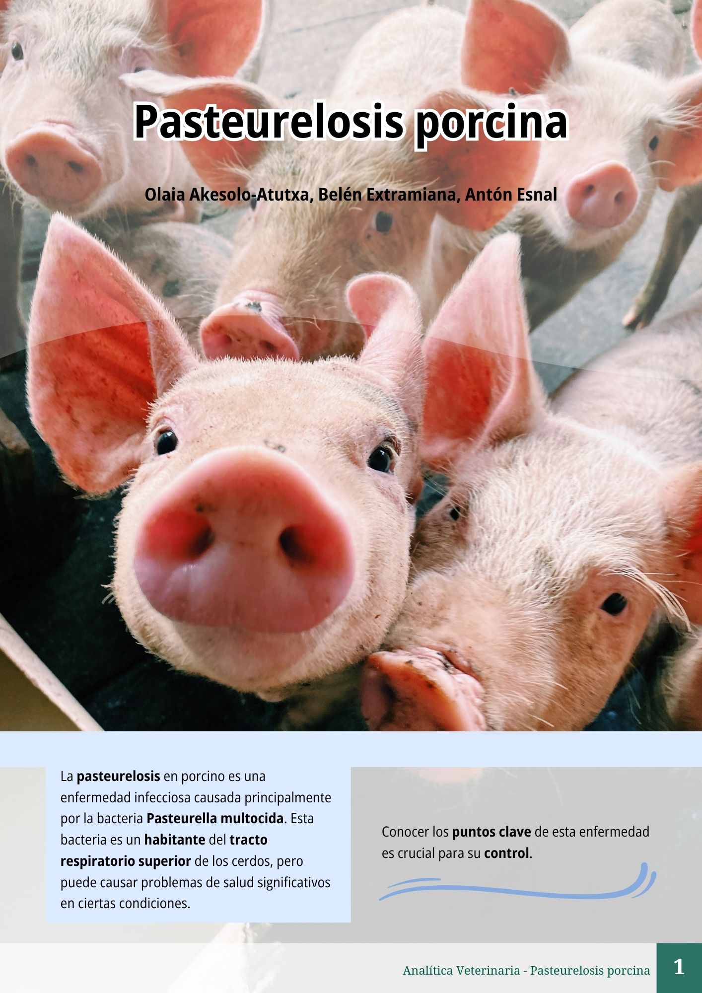 Pasteurelosis porcina 1