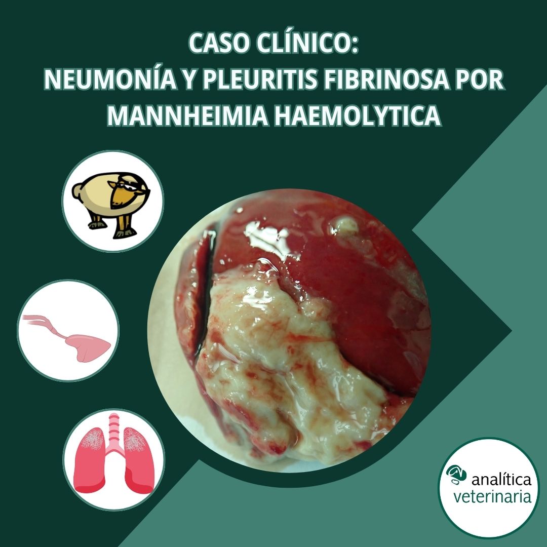 Neumonía por Mannheimia haemolytica 1