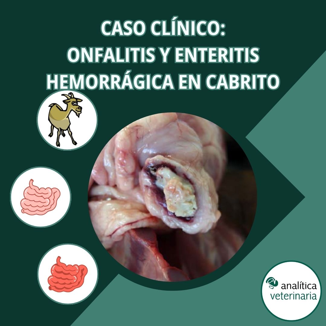 Onfalitis y enteritis hemorrágica 1