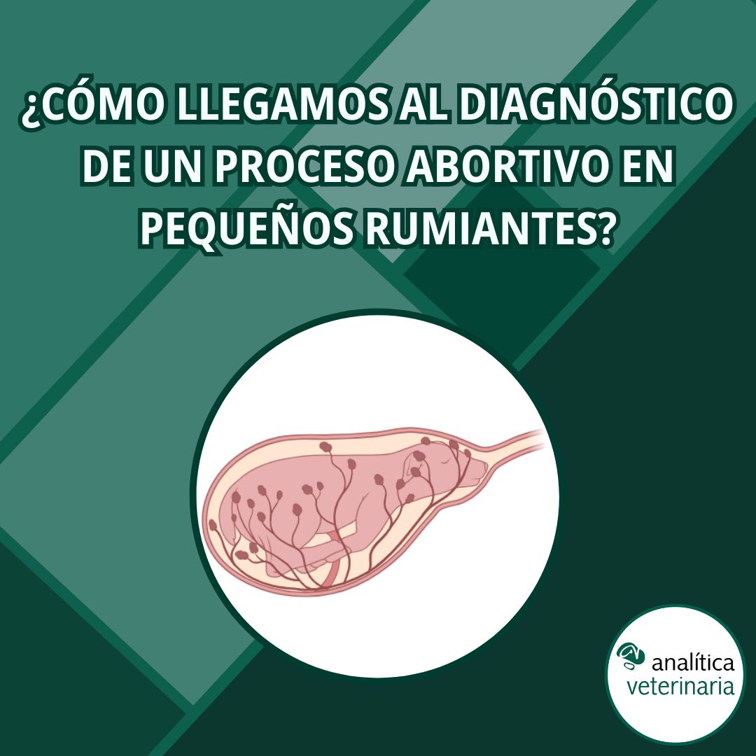 Cómo diagnosticar abortos en pequeños rumiantes 1
