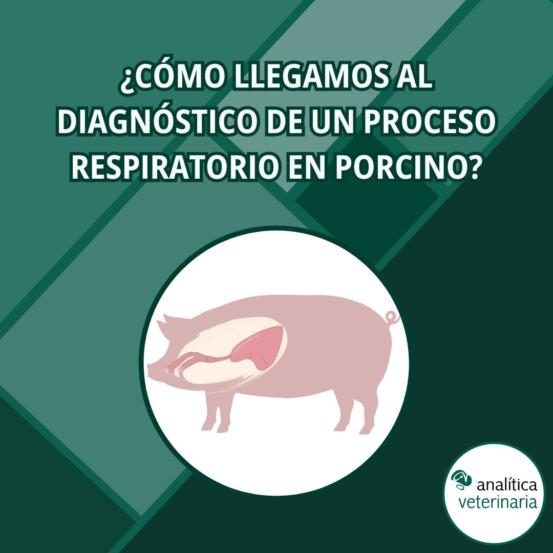 Diagnóstico respiratorio en porcino 1