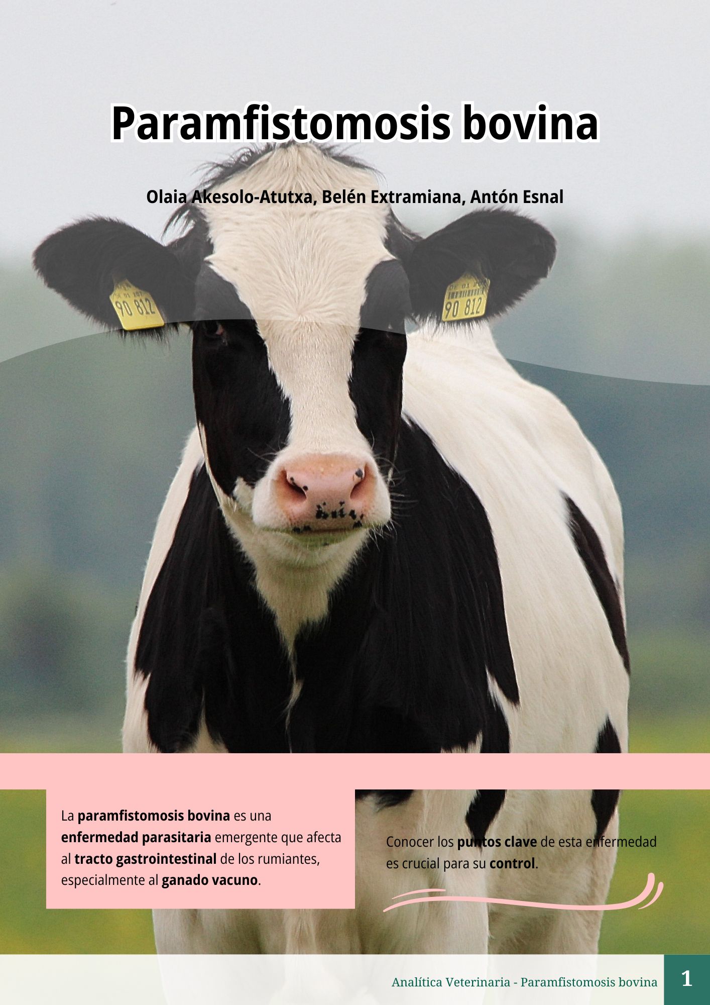 Paramfistomosis bovina 1