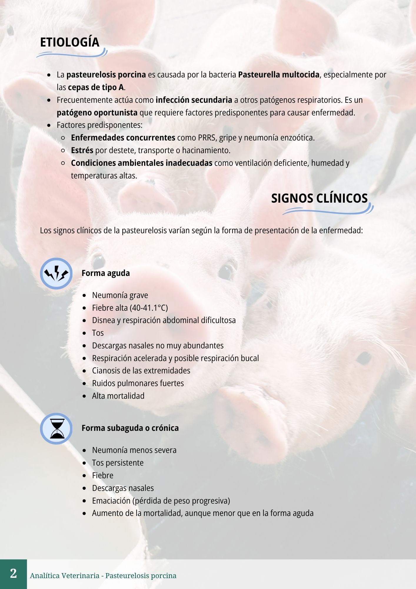 Pasteurelosis porcina 2