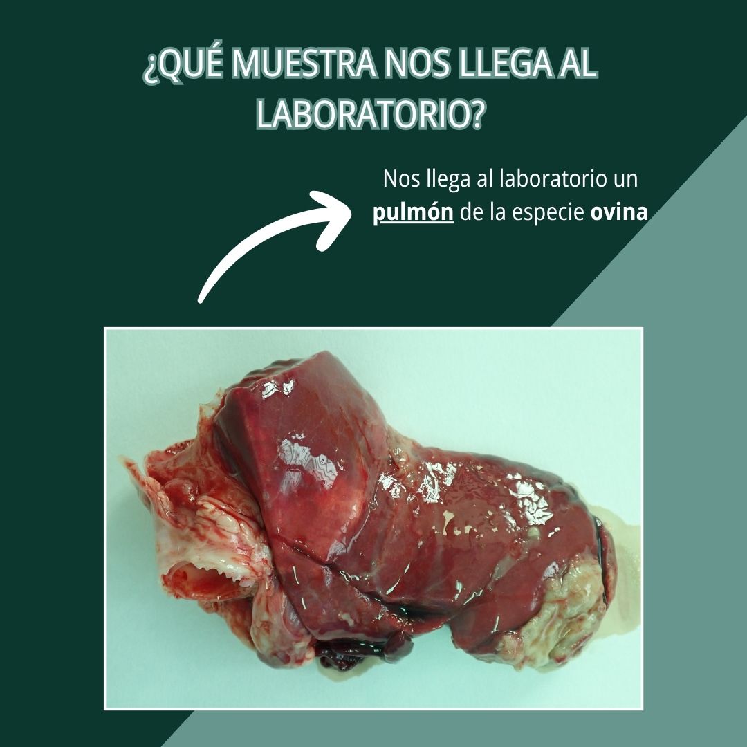 Neumonía por Mannheimia haemolytica 2