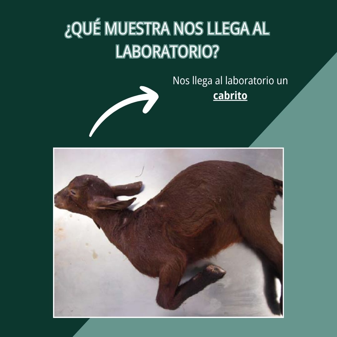 Onfalitis y enteritis hemorrágica 2