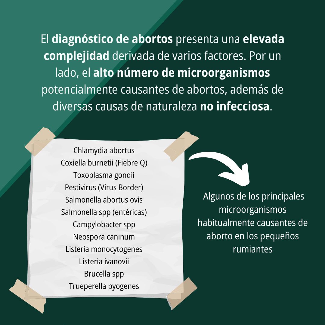 Cómo diagnosticar abortos en pequeños rumiantes 2