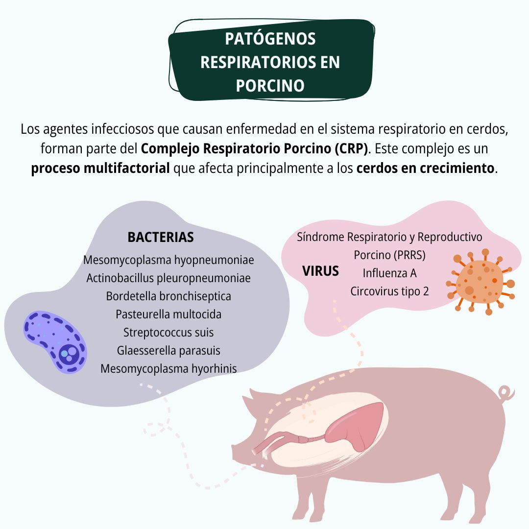 Diagnóstico respiratorio en porcino 2