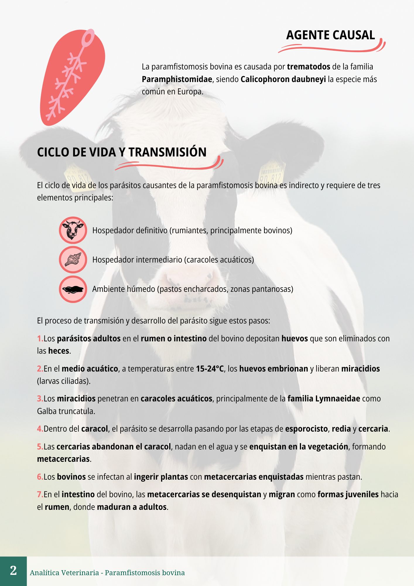 Paramfistomosis bovina 2