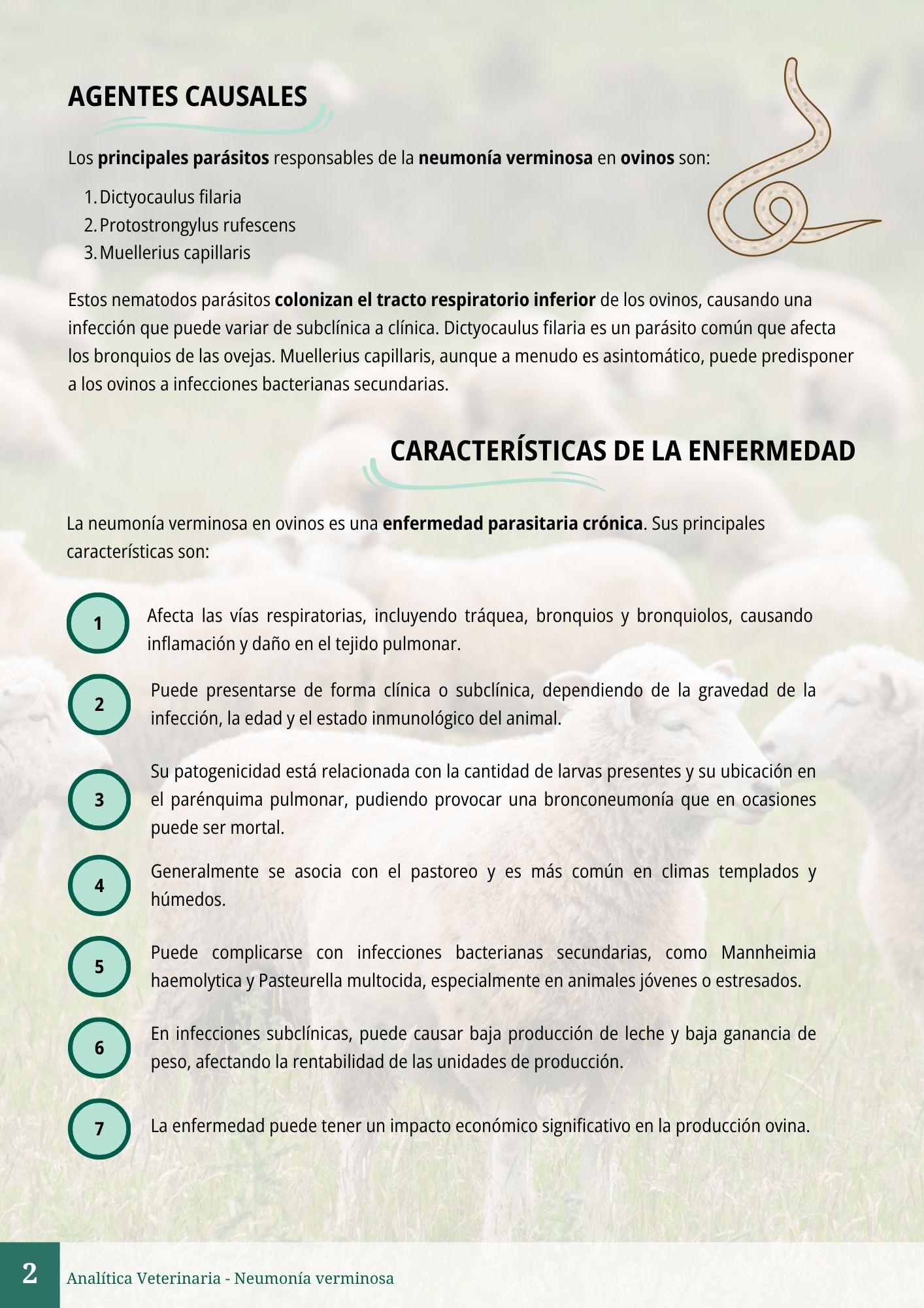 Neumonía verminosa 2