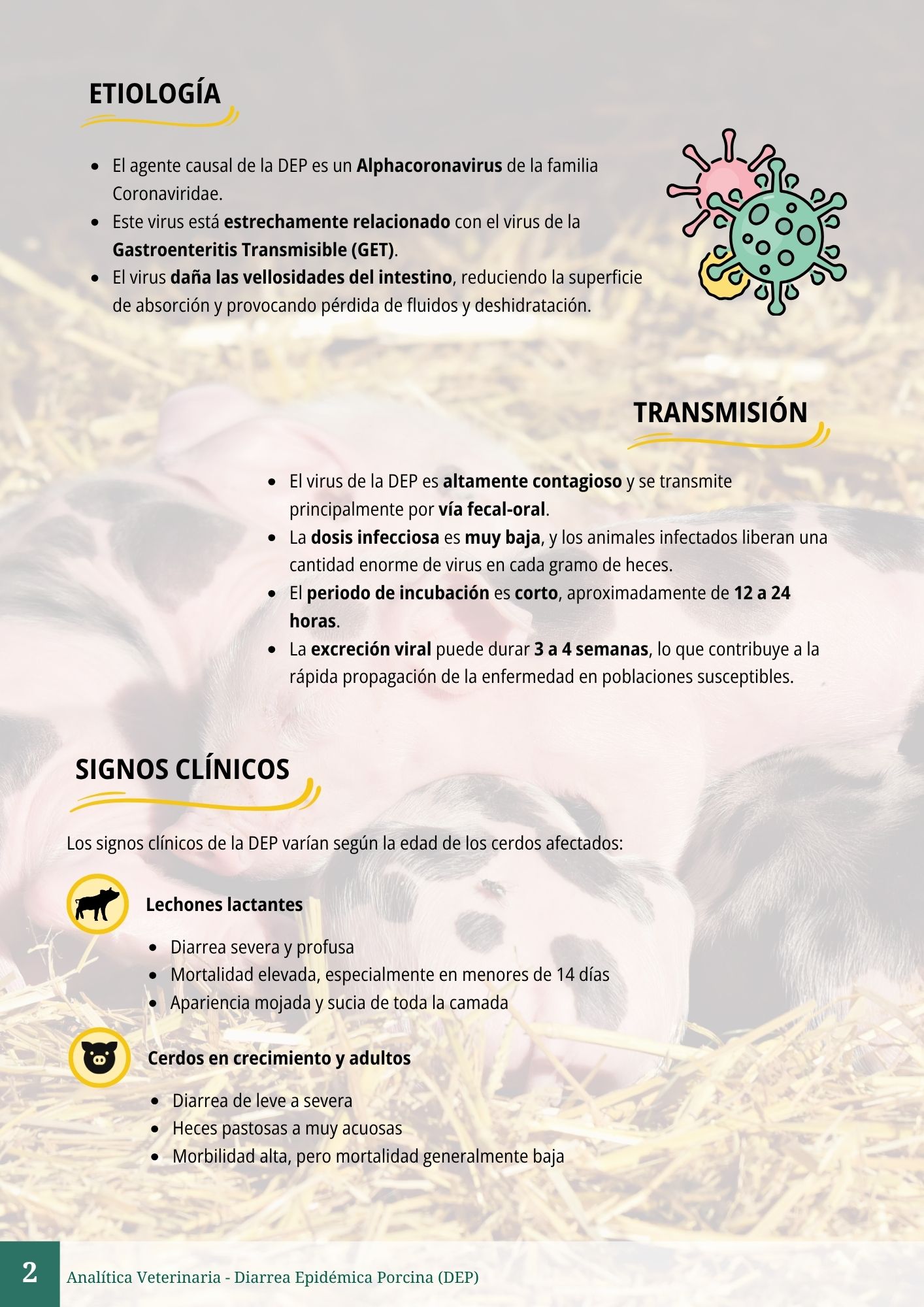 Diarrea Epidémica Porcina (DEP) 2