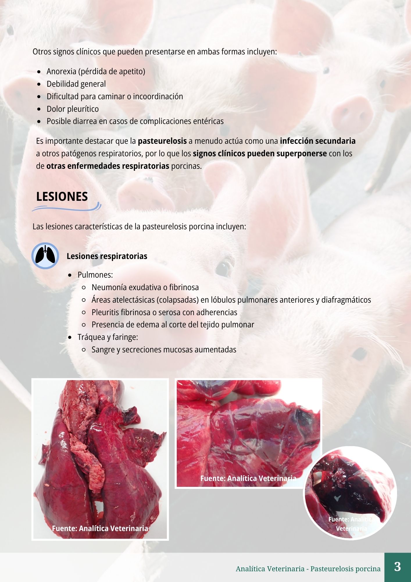 Pasteurelosis porcina 3