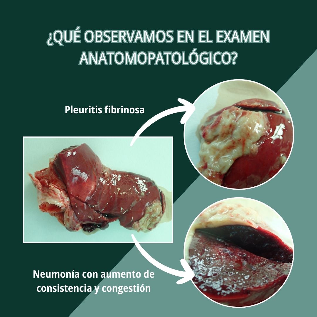 Neumonía por Mannheimia haemolytica 3