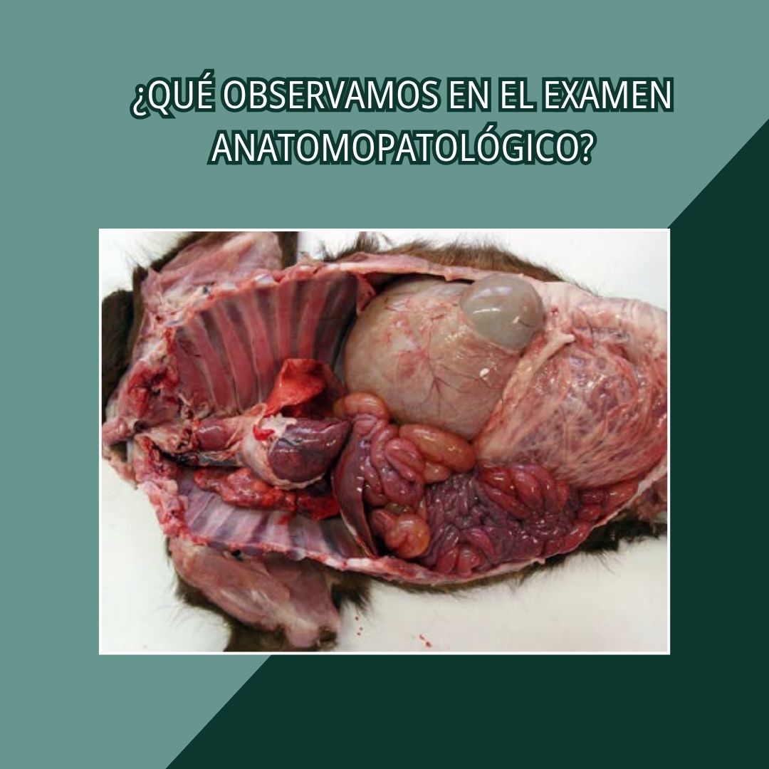 Onfalitis y enteritis hemorrágica 3