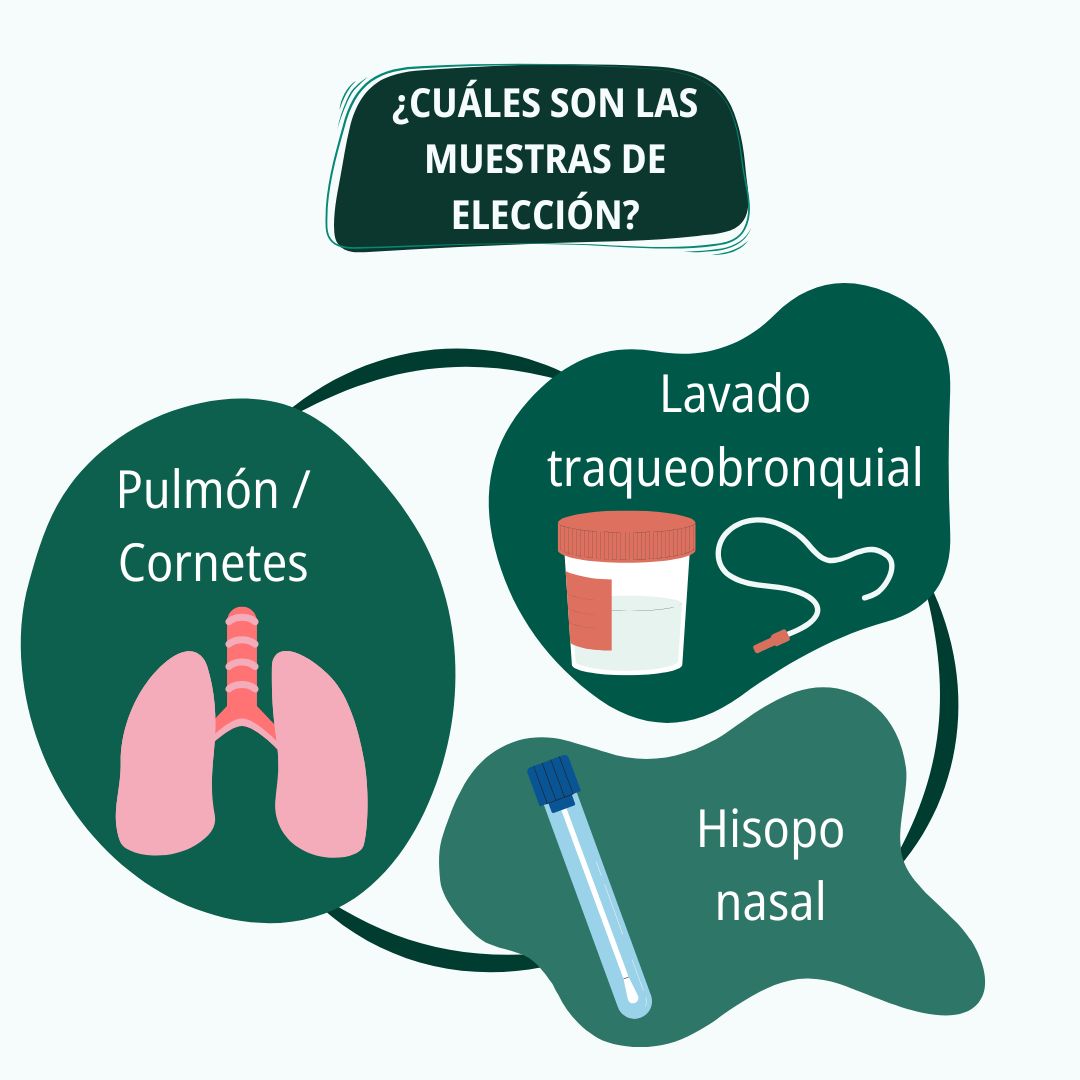 Diagnóstico respiratorio en porcino 3