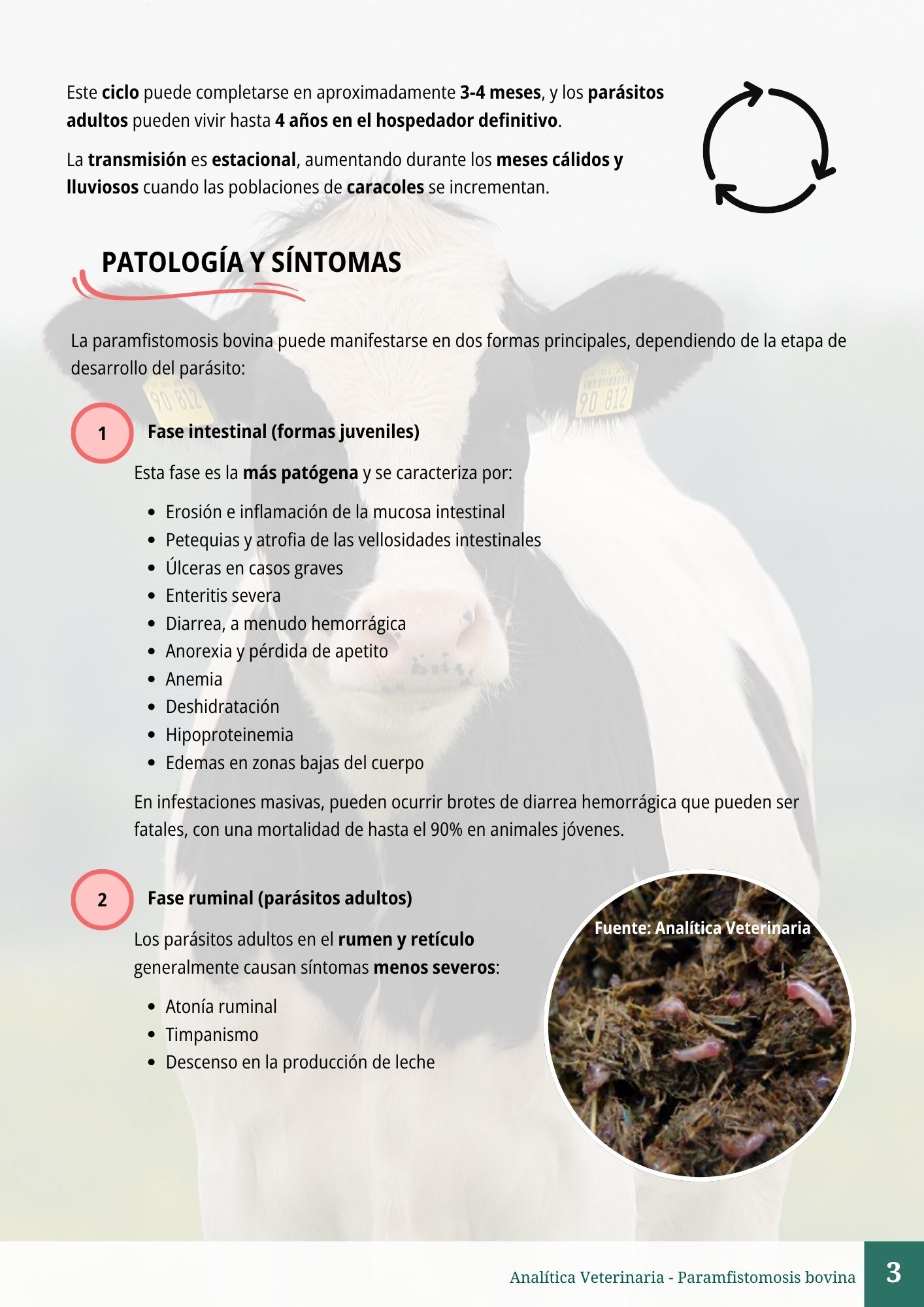 Paramfistomosis bovina 3