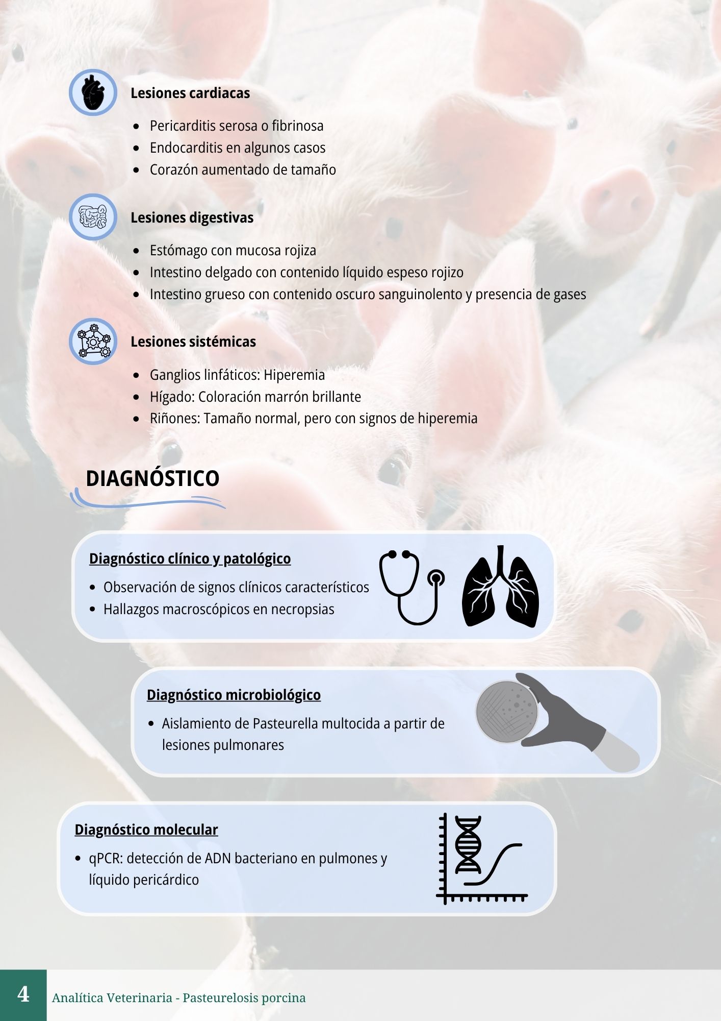 Pasteurelosis porcina 4