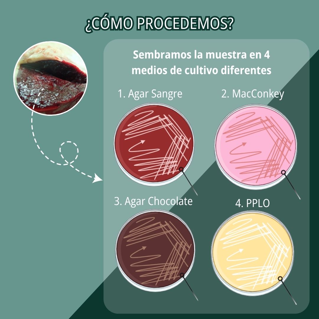 Neumonía por Mannheimia haemolytica 4