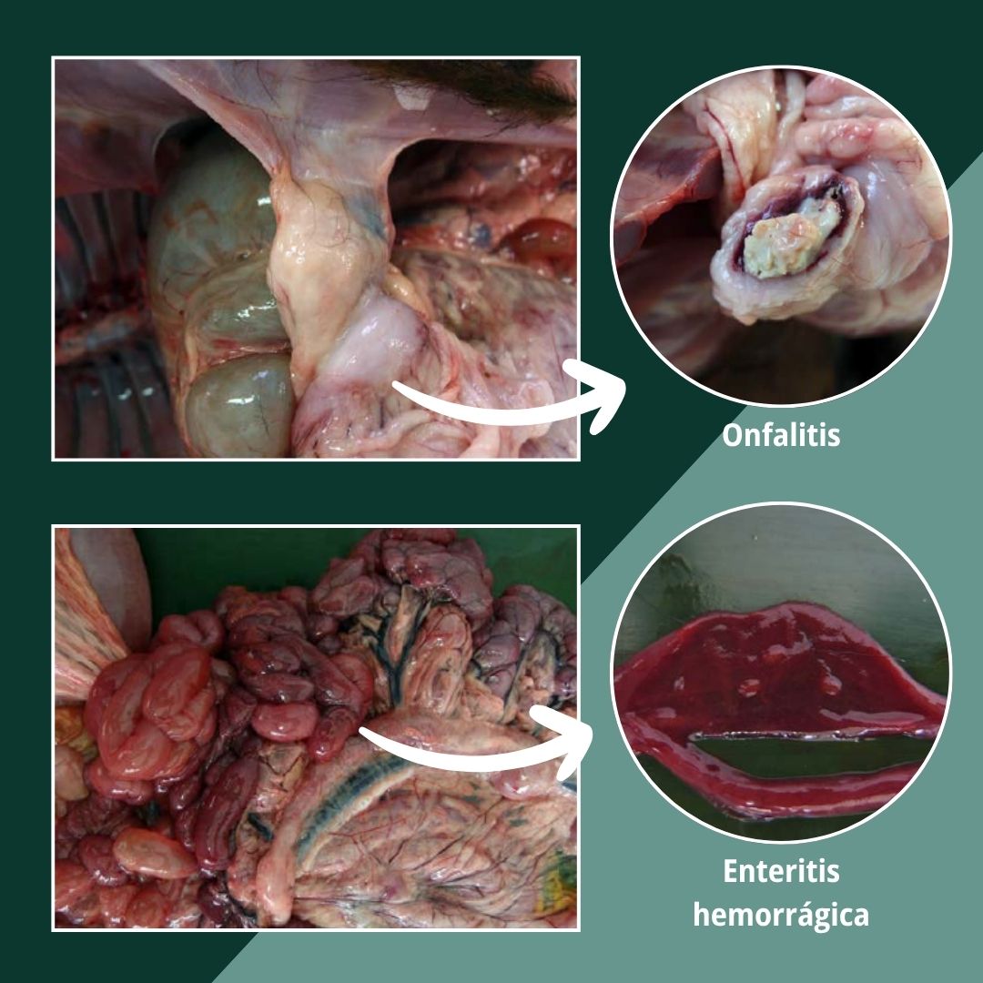 Onfalitis y enteritis hemorrágica 4