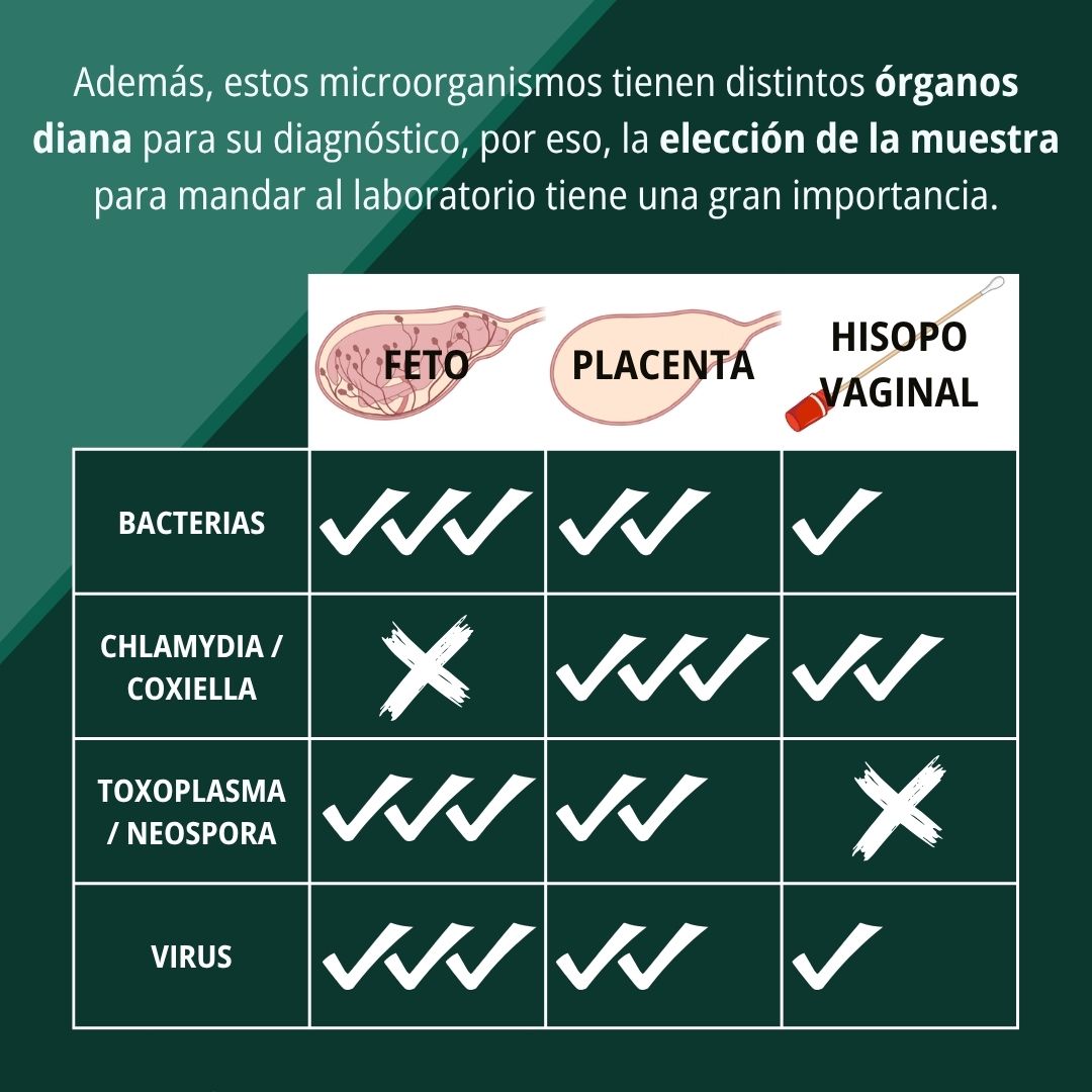 Cómo diagnosticar abortos en pequeños rumiantes 4