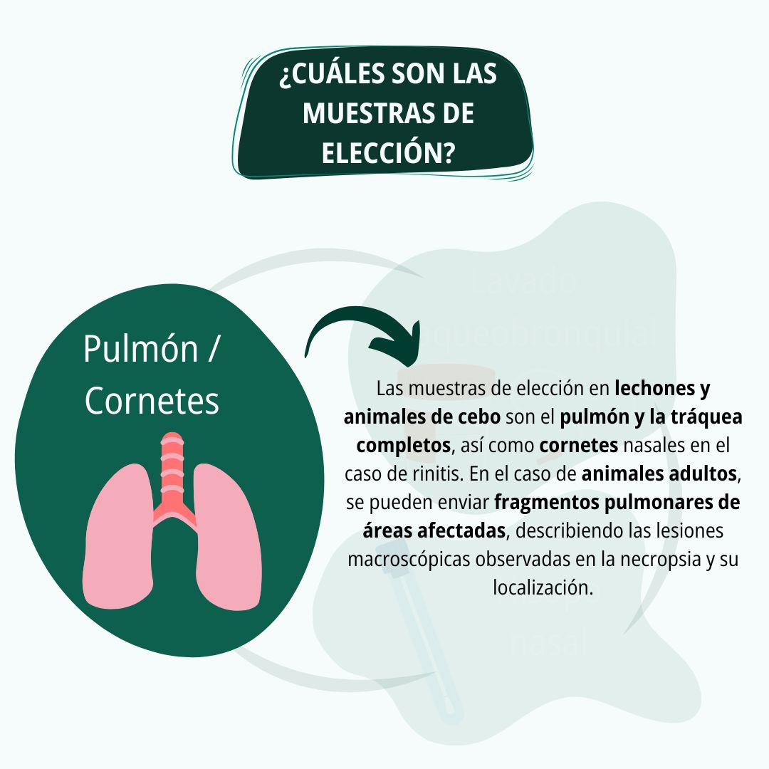 Diagnóstico respiratorio en porcino 4
