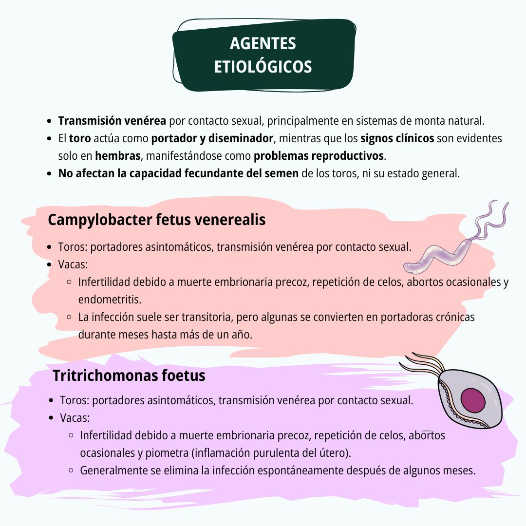 Testaje de sementales 4