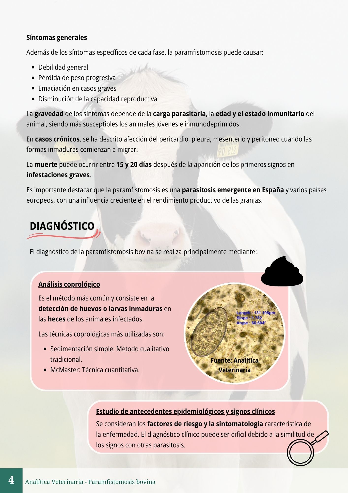 Paramfistomosis bovina 4