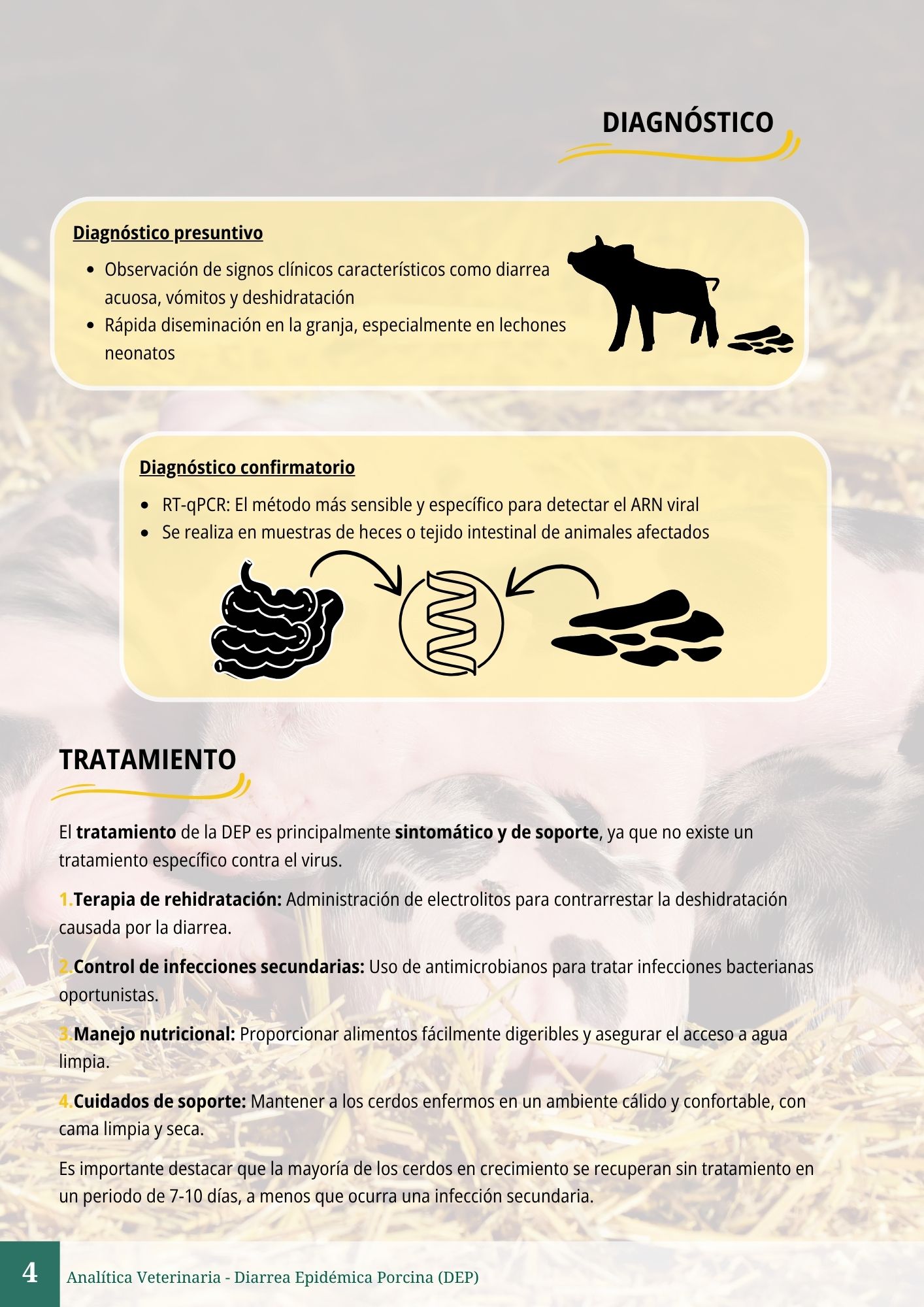 Diarrea Epidémica Porcina (DEP) 4