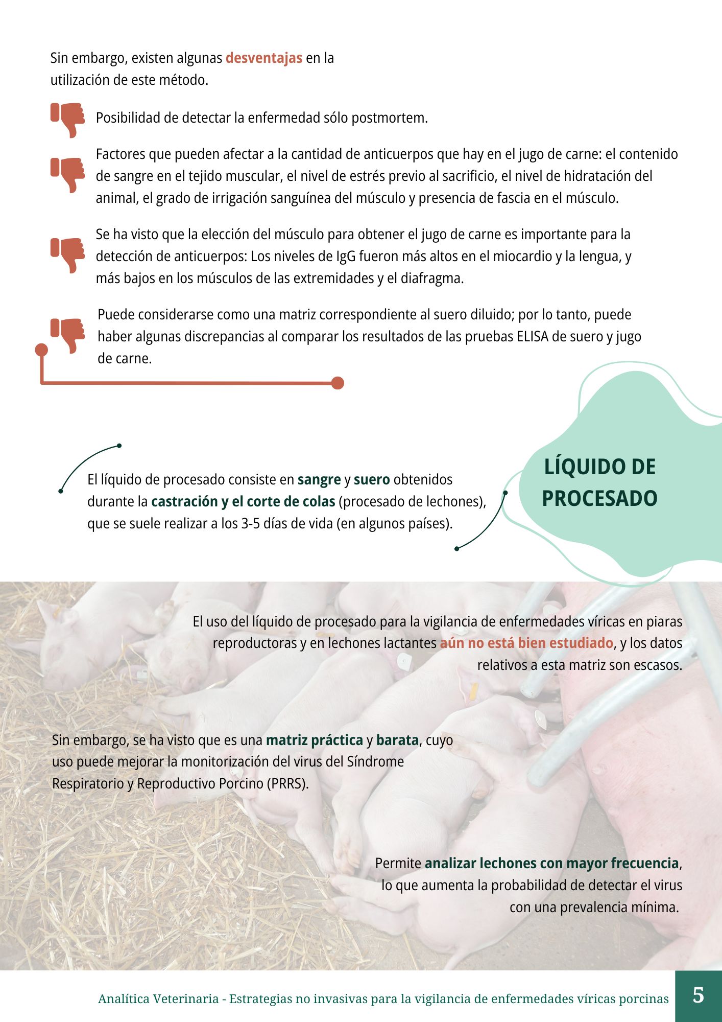Vigilancia no invasiva en porcino 5