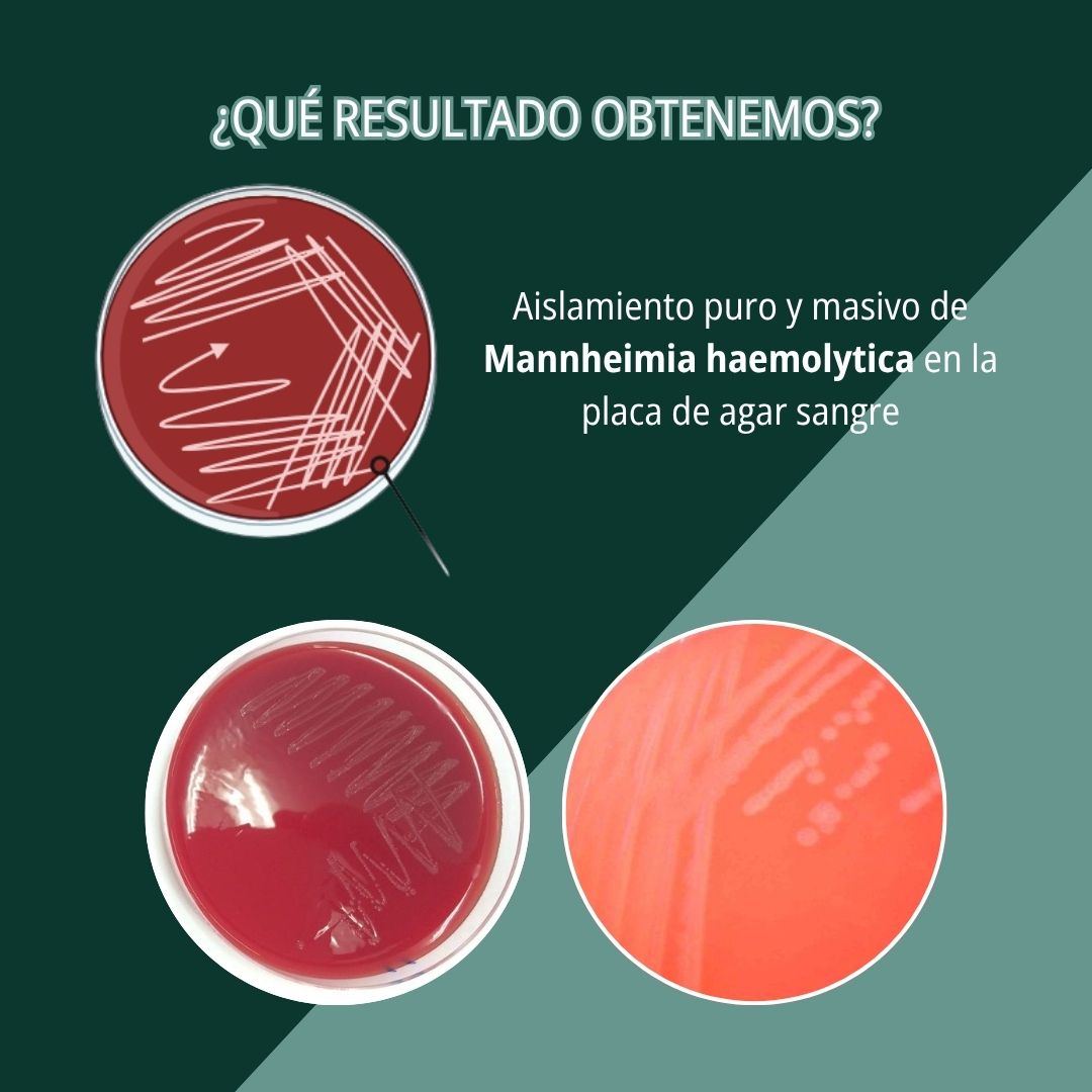 Neumonía por Mannheimia haemolytica 5