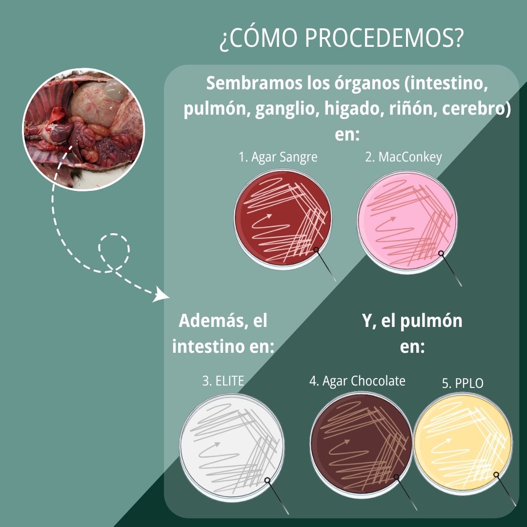 Onfalitis y enteritis hemorrágica 5