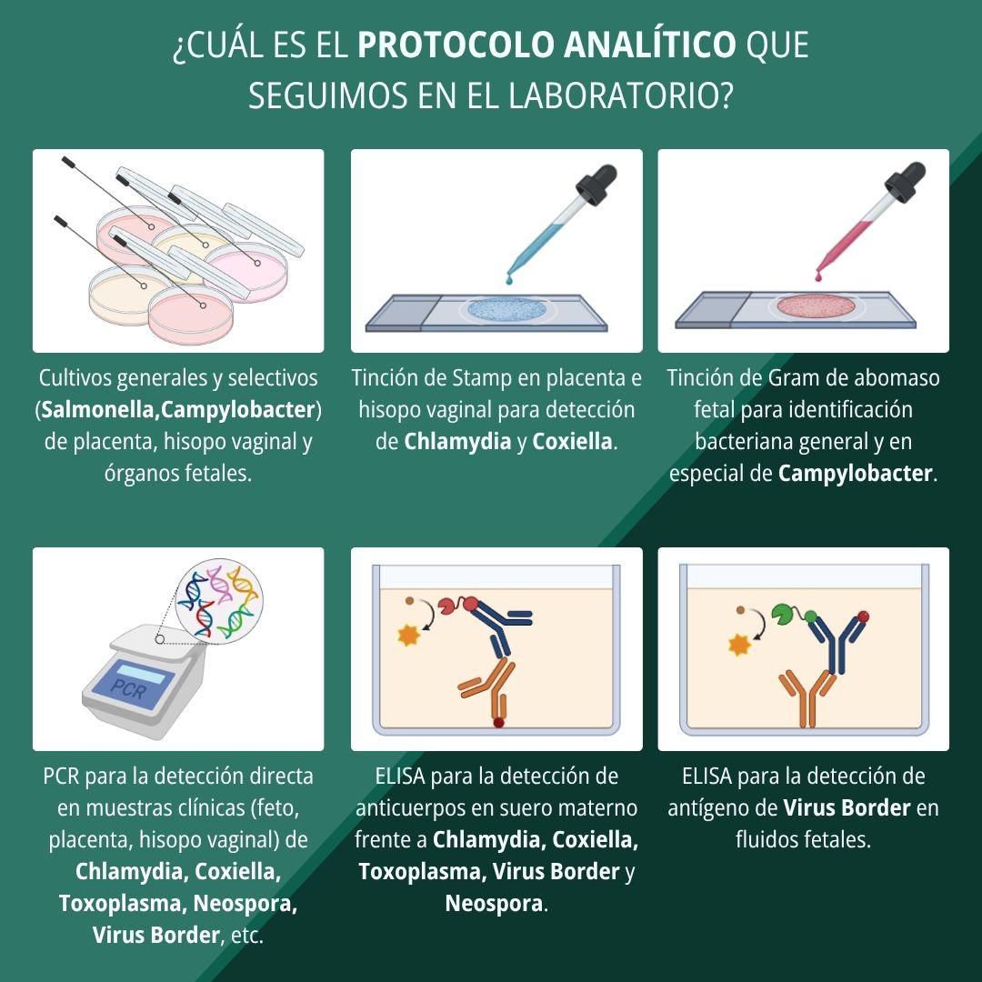 Cómo diagnosticar abortos en pequeños rumiantes 5