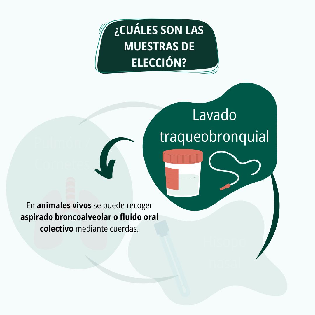 Diagnóstico respiratorio en porcino 5