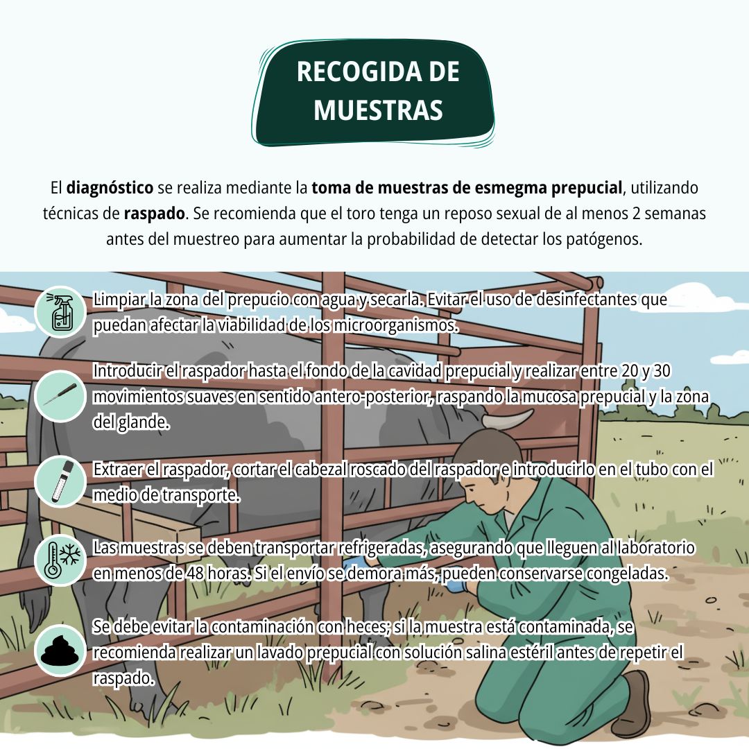 Testaje de sementales 5