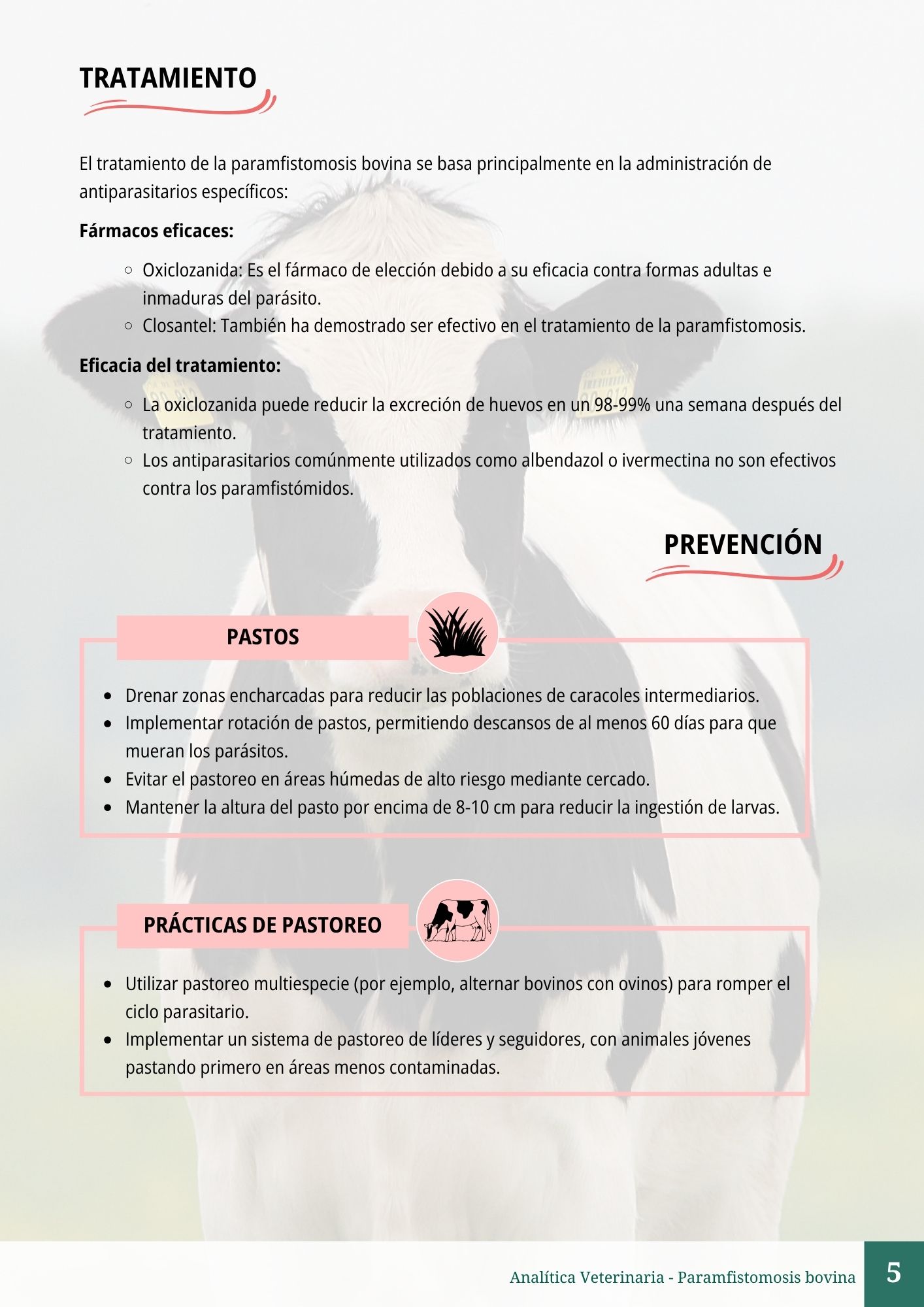 Paramfistomosis bovina 5