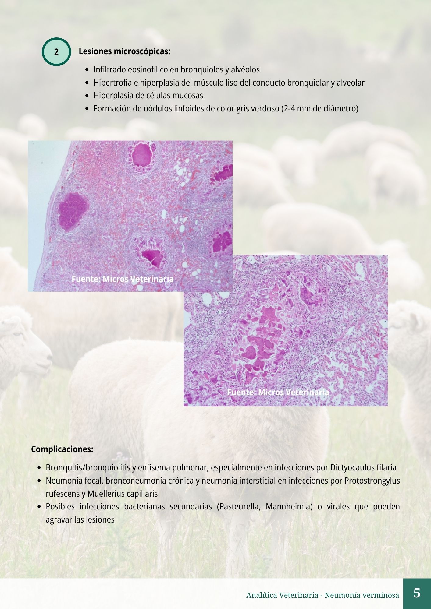 Neumonía verminosa 5