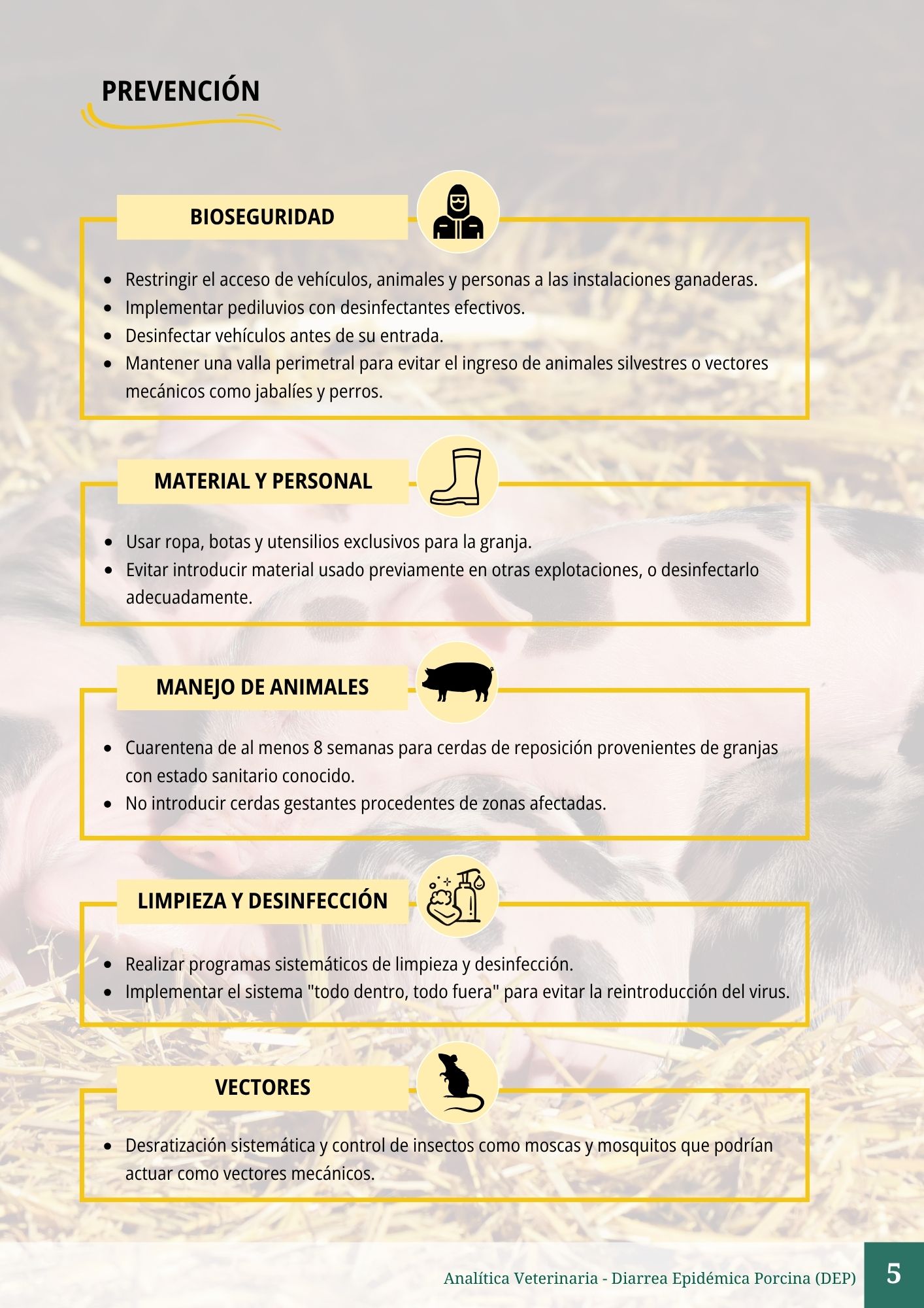 Diarrea Epidémica Porcina (DEP) 5