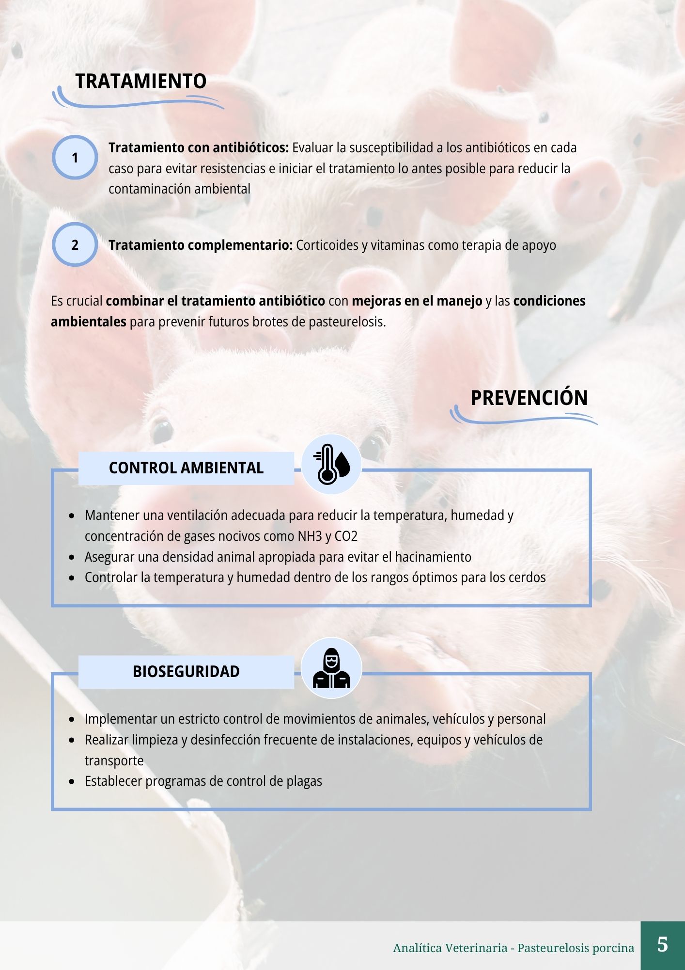 Pasteurelosis porcina 5