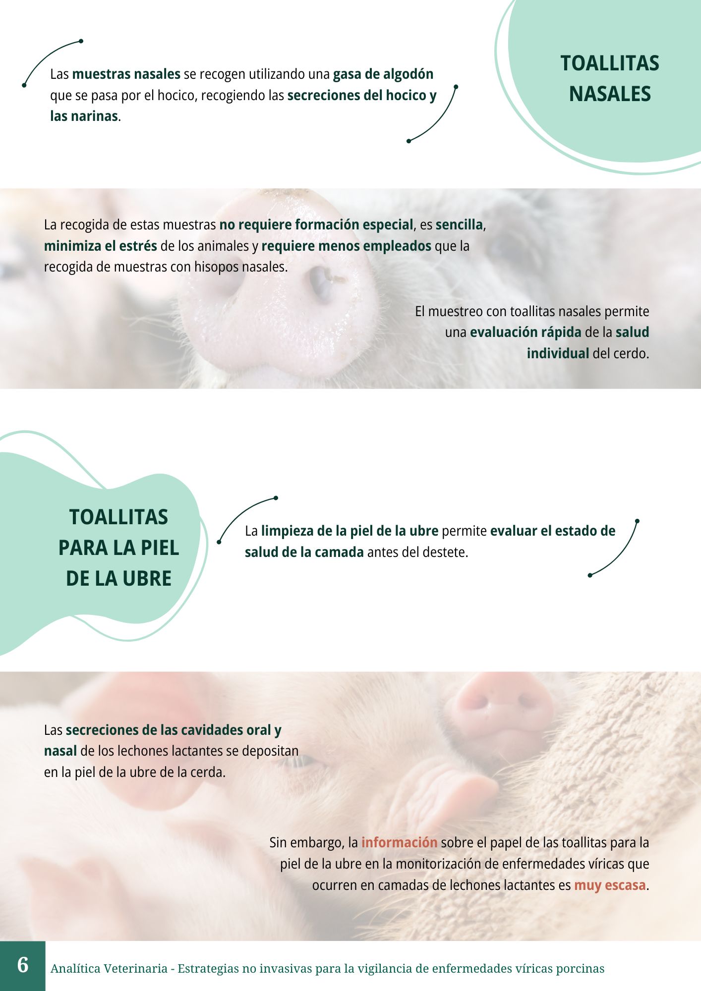 Vigilancia no invasiva en porcino 6