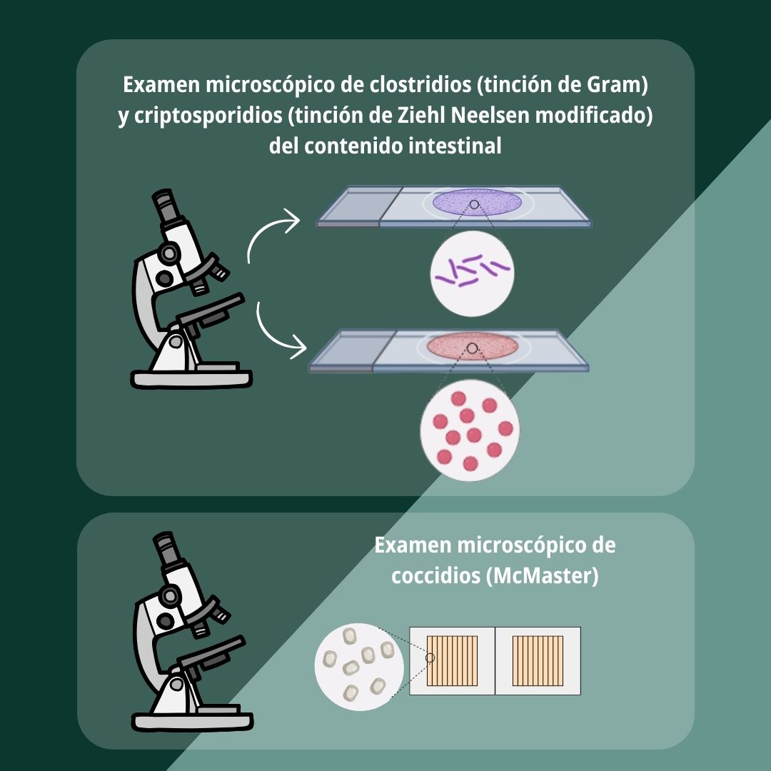 Onfalitis y enteritis hemorrágica 6