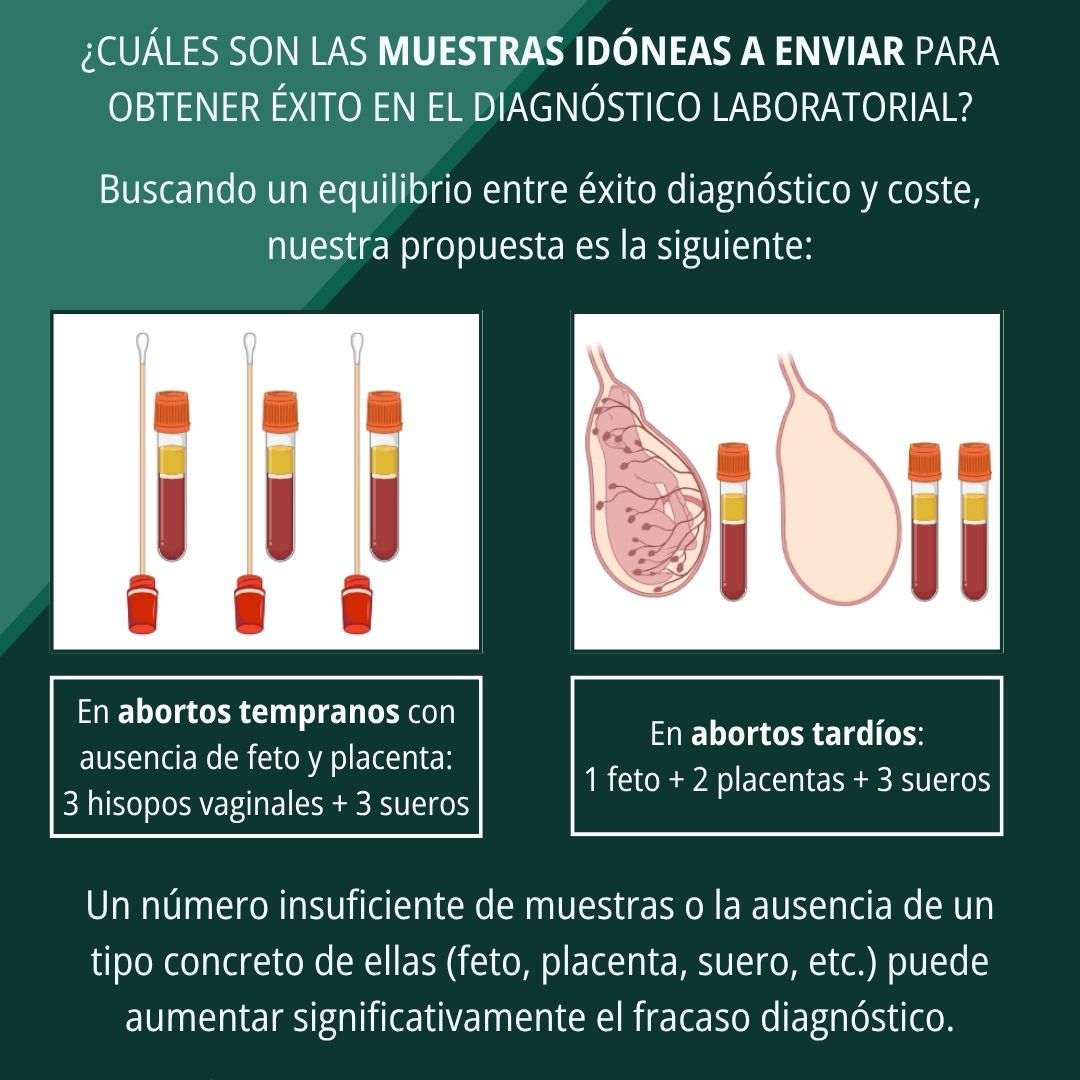 Cómo diagnosticar abortos en pequeños rumiantes 6