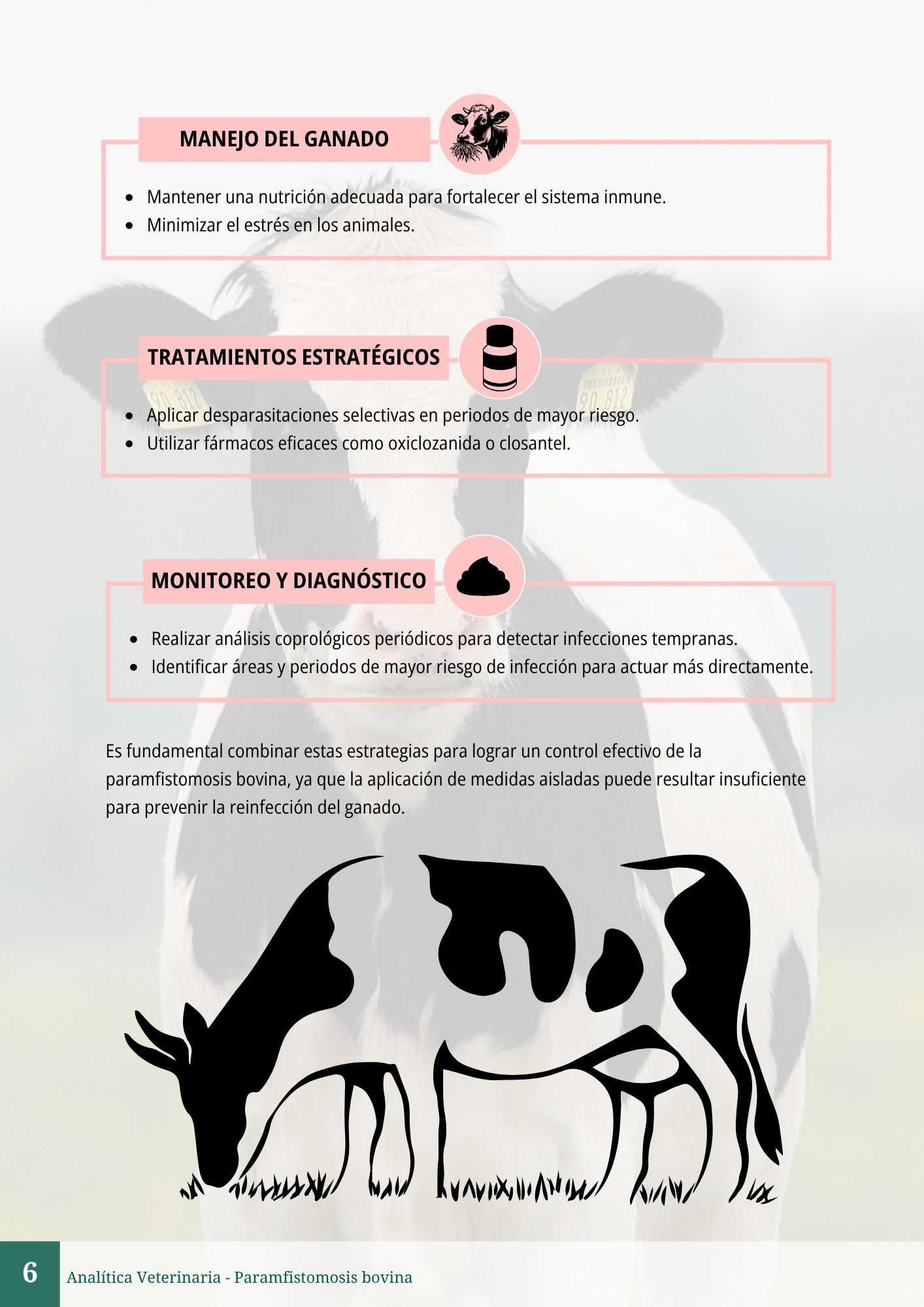 Paramfistomosis bovina 6