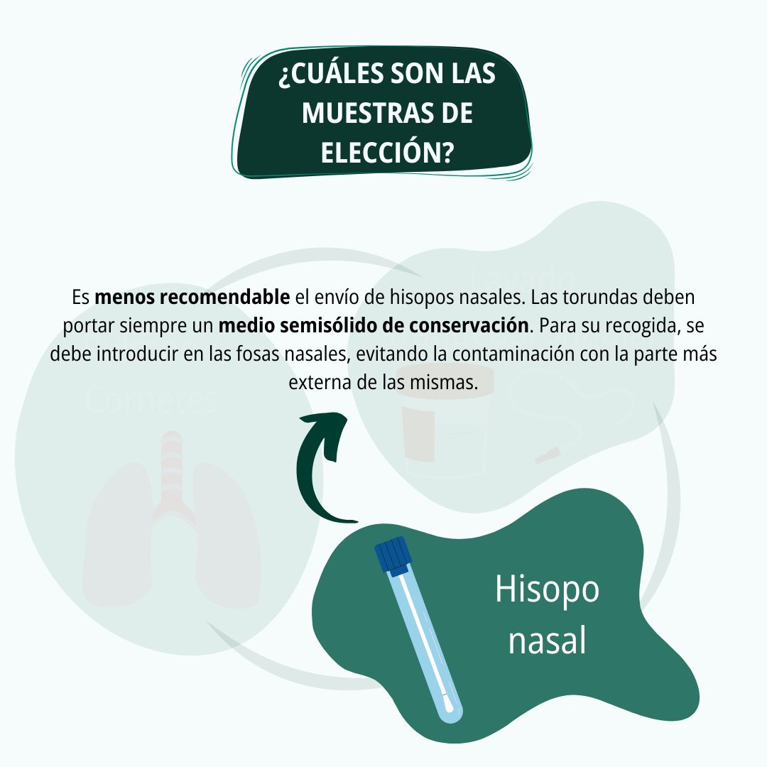 Diagnóstico respiratorio en porcino 6