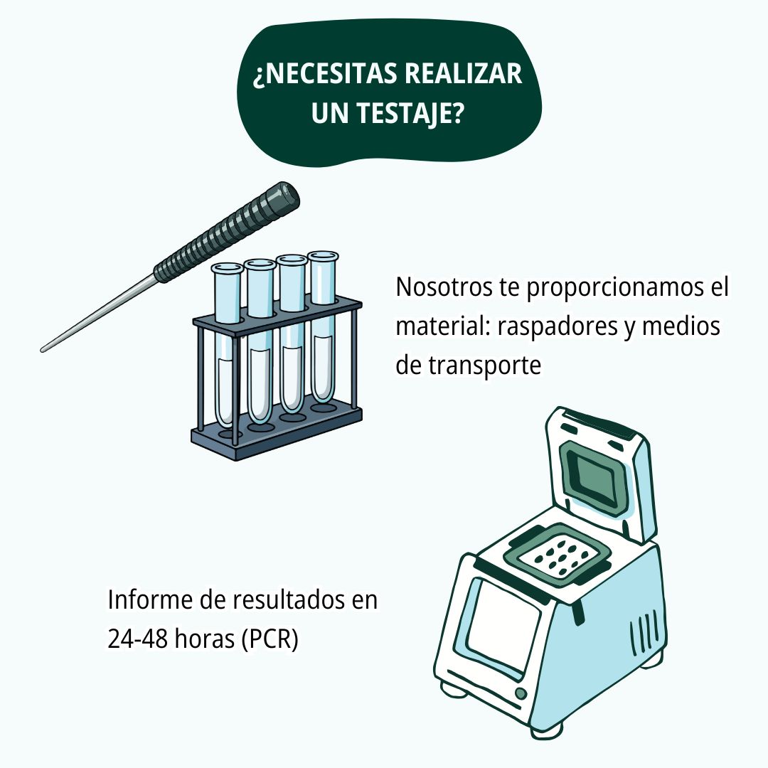 Testaje de sementales 6
