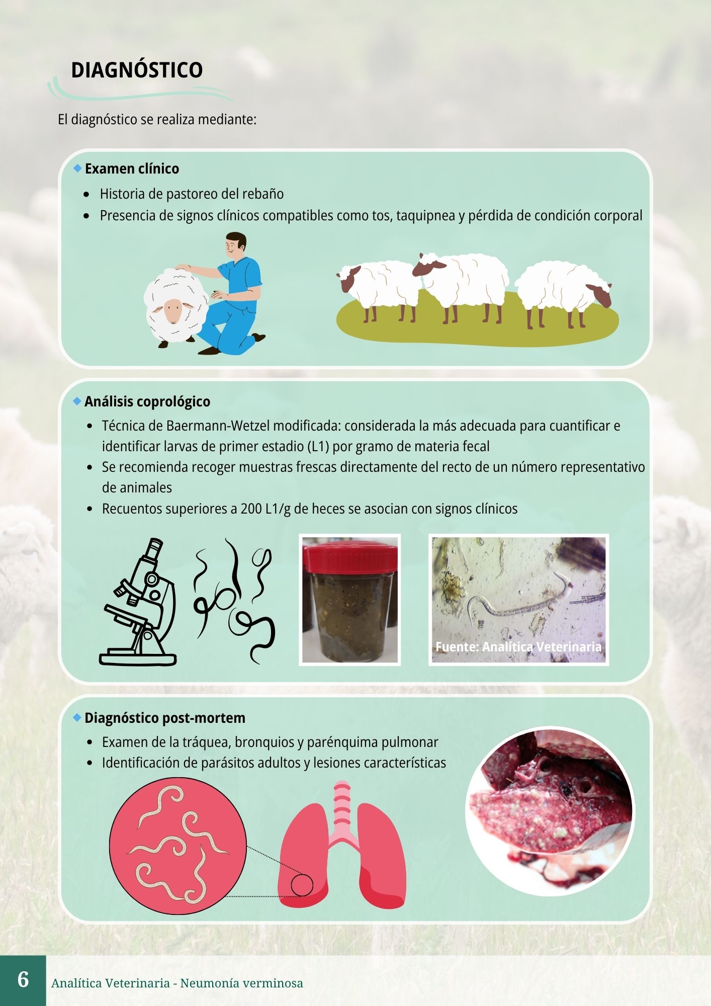 Neumonía verminosa 6