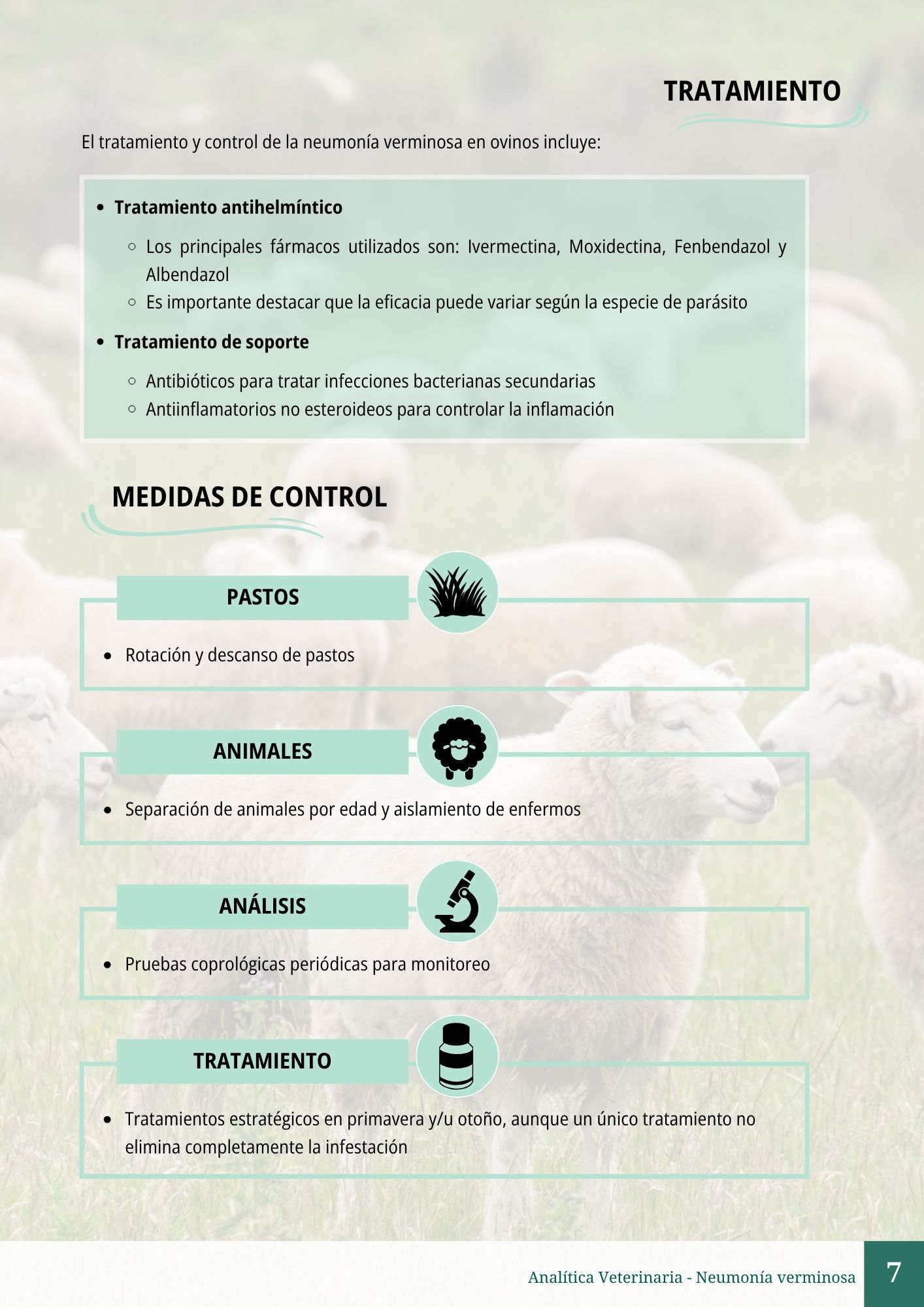 Neumonía verminosa 7