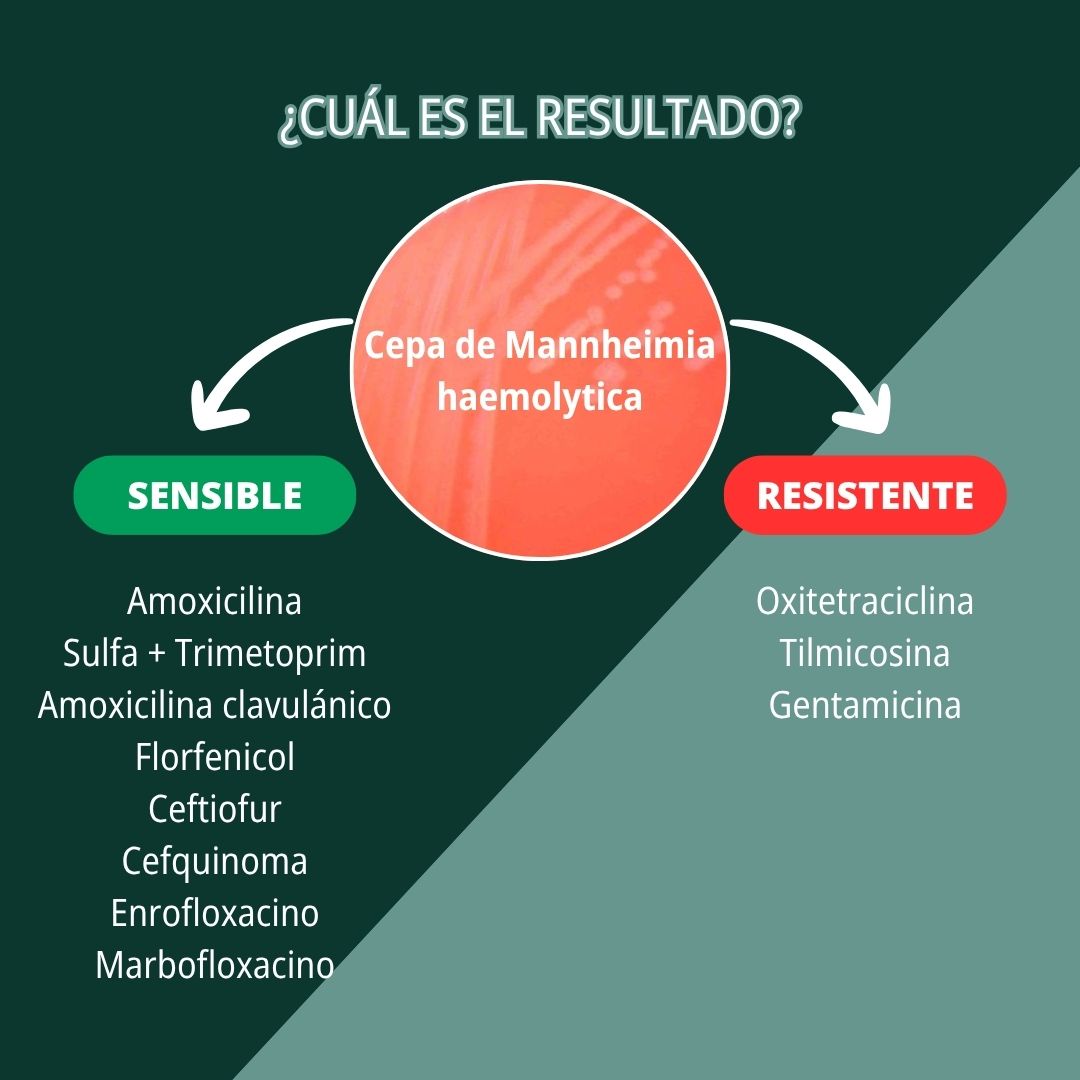Neumonía por Mannheimia haemolytica 7
