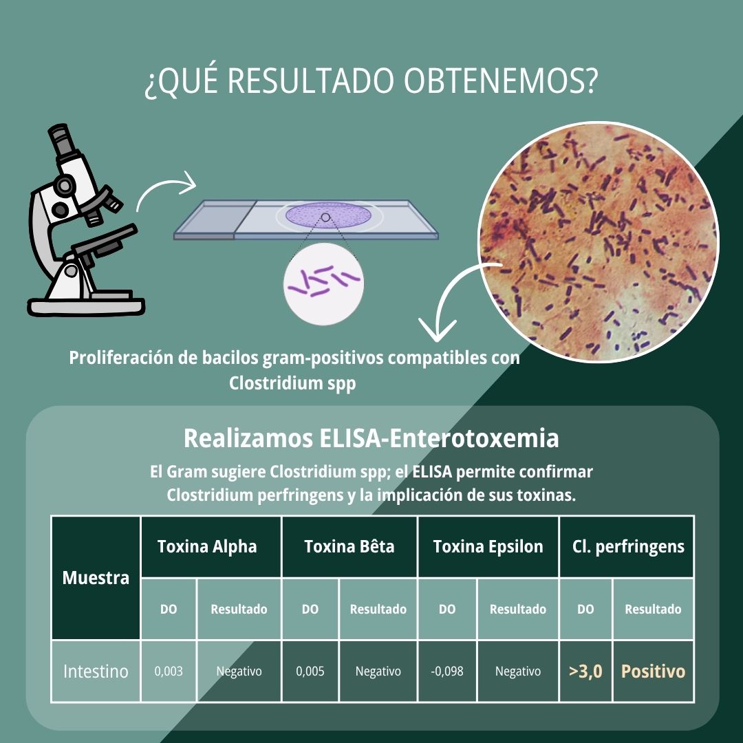 Onfalitis y enteritis hemorrágica 7
