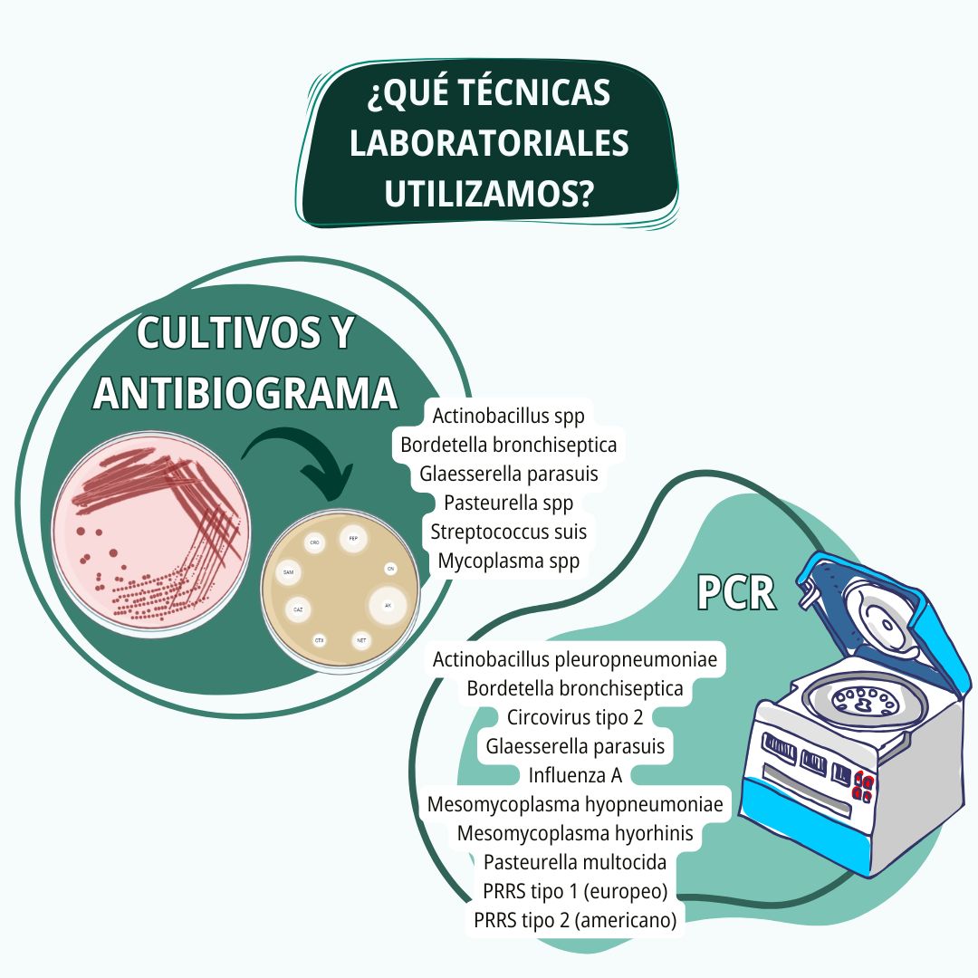 Diagnóstico respiratorio en porcino 7